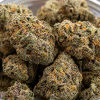 Cookie OG Weed Strain