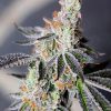Animal Mints Marijuana Strain