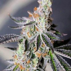 Animal Mints Marijuana Strain