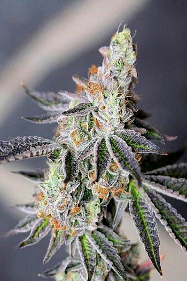 Animal Mints Marijuana Strain