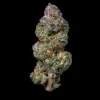 Buy Cheetah Piss Weed Strain Online Europe, Cheetah Piss is a rare evenly balanced hybrid strain (50% indica/50% sativa) created by crossing the iconic Lemonnade X Gelato 42 X London Poundcake 97 strains.