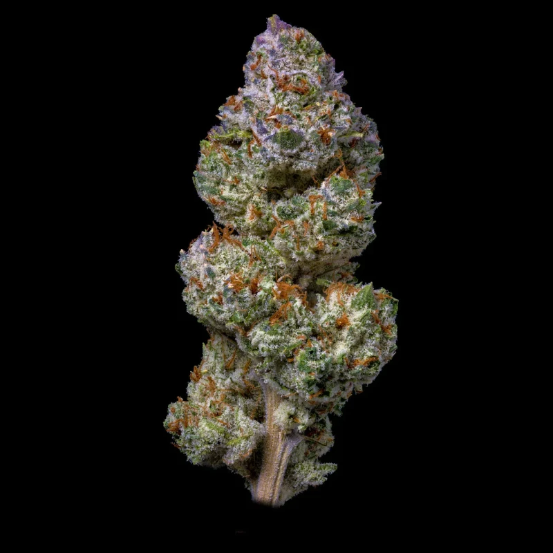 Buy Cheetah Piss Weed Strain Online Europe, Cheetah Piss is a rare evenly balanced hybrid strain (50% indica/50% sativa) created by crossing the iconic Lemonnade X Gelato 42 X London Poundcake 97 strains.
