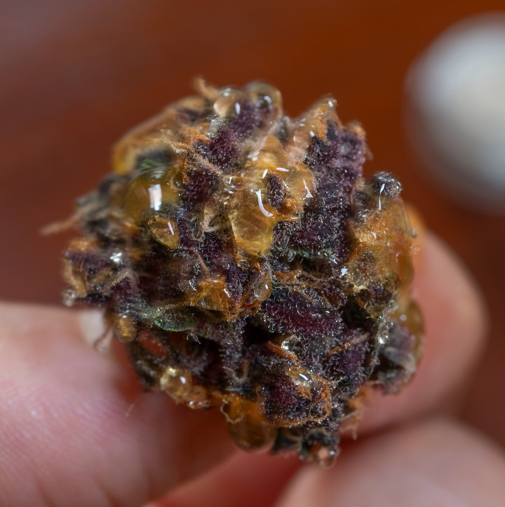 Yeager Marijuana Strain